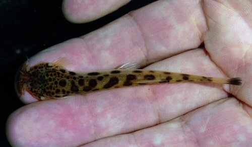 Scleronema operculatum = dorsal view