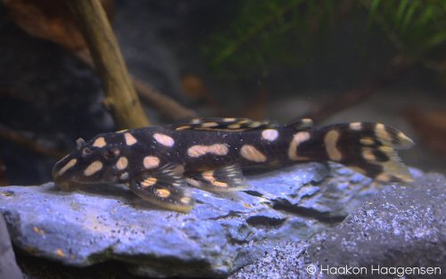 Scobinancistrus raonii