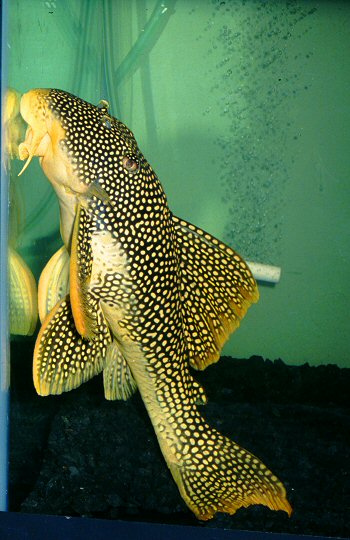 Scobinancistrus aureatus