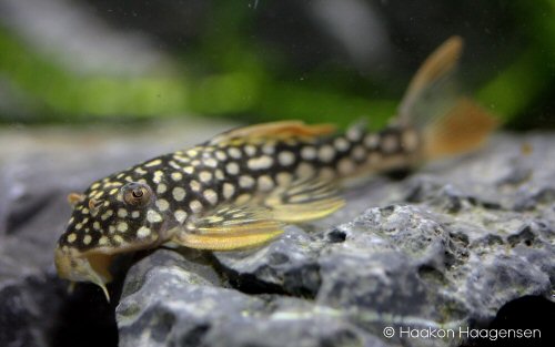 Scobinancistrus aureatus