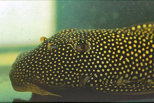 Scobinancistrus aureatus = head view