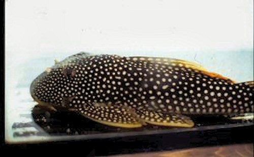 Scobinancistrus aureatus 