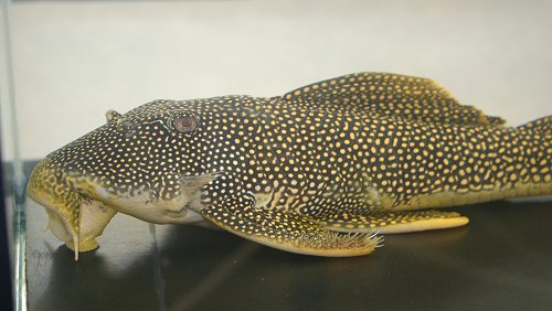 Scobiancistrus aureatus