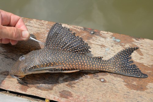 Scobinancistrus pariolispos  = Tocantins basin