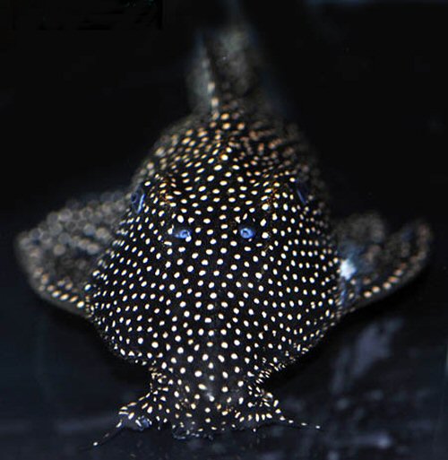 Scobinancistrus sp. (L253) = Head view