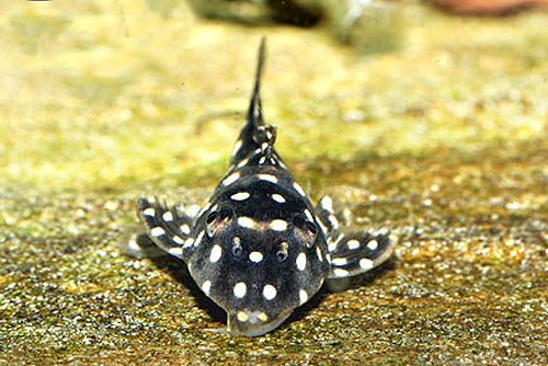 Scobinancistrus sp. (L368) = head view