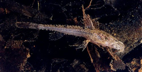 Scoloplax empousa = Adult male-Brazil, Bento Gomes River, Pocone, Mato Grosso