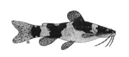 M. secundus