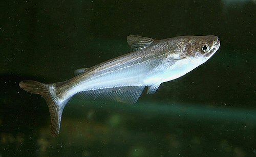 Silonia silondia = juvenile