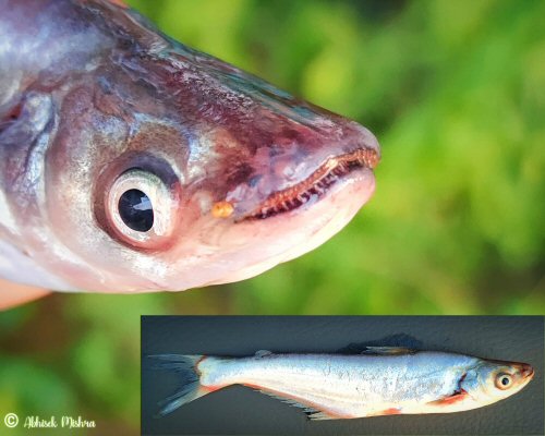 Silonia silondia = Head view showing gnarly teeth