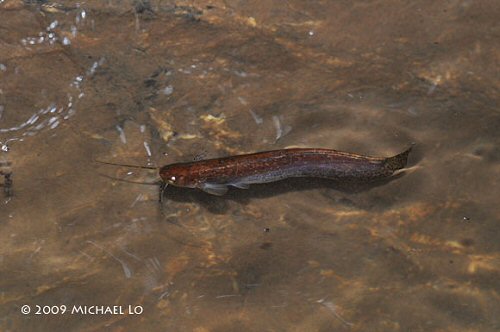 Silurichthys marmoratus