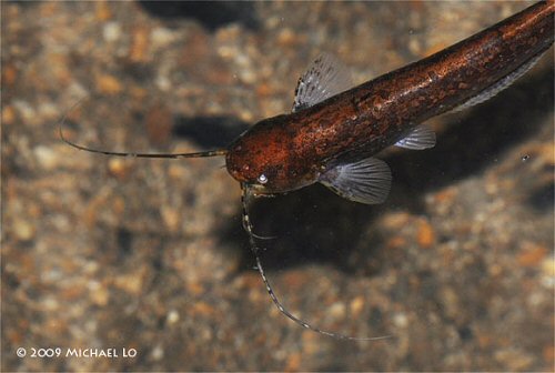 Silurichthys marmoratus