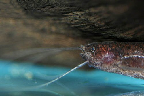 Silurichthys phaiosoma = head view