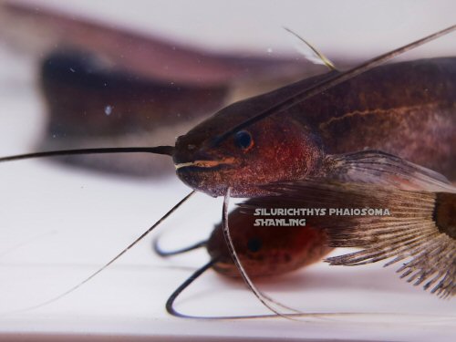 Silurichthys phaiosoma = head view