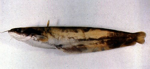 Silurus asotus