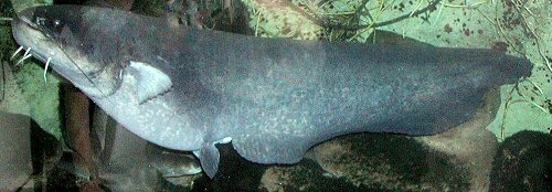 Silurus glanis = Potsdamer Museums aquarium, Germany, 160 cm.