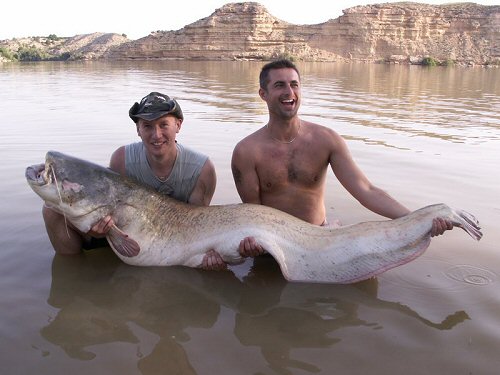 Silurus glanis = Caught in the River Ebro, Spain, and returned to the River after catchment