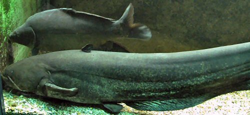 Silurus glanis = Potsdamer Museums aquarium, Germany, 170 cm.