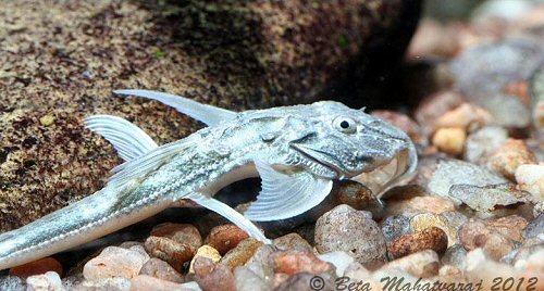 Sisor rabdophorus - head view