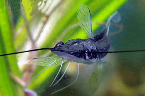 Sorubim cuspicaudus = juvenile mouth view