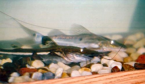 Sorubimichthys planiceps