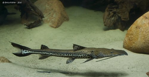 Sorubimichthys planiceps 