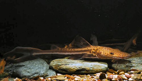 Sorubimichthys planiceps