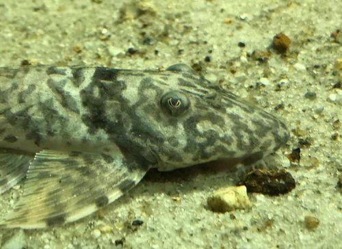 Spatuloricaria caquetae = head view