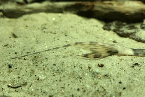 Spatuloricaria caquetae = caudal fin view