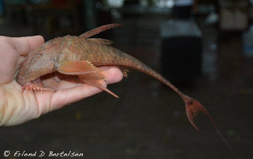 Spatuloricaria gymnogaster = From the Rio Magdalena near Neiva in Colombia