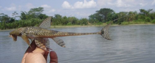 Spatuloricaria gymnogaster = Sonsón, Antioquia, Colombia 