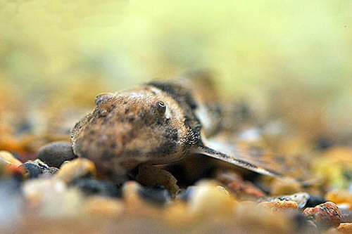 Spatuloricaria puganensis = head view