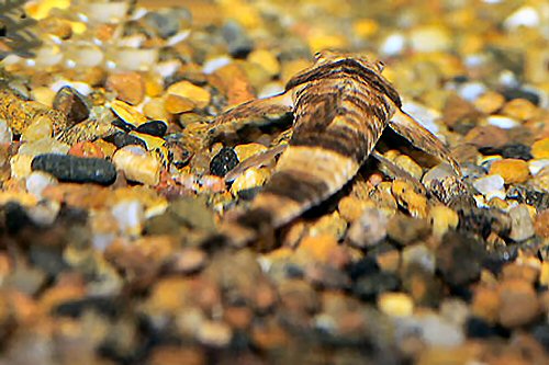 Spatuloricaria puganensis = dorsal view