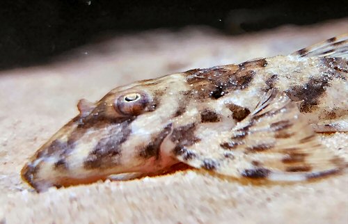 Spatuloricaria sp. (LDA115) = head view