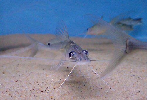 Sperata acicularis = head view- juvenile