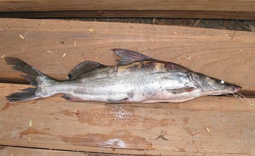 Sperata aor = Caught in the Indawgyi Lake, Myanmar