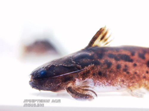 Spinipterus acsi = head view