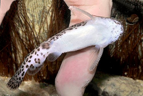 Spinipterus moijiri - ventral view