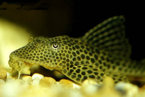 Isorineloricaria villarsi   = head view