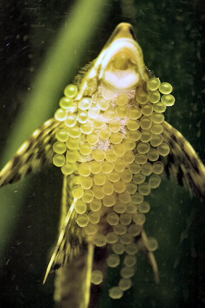 Sturisomatichthys aureus = Male with eggs 13th Sept. 2009