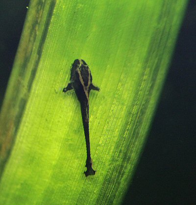 Sturisomatichthys aureus = 3 day old fry