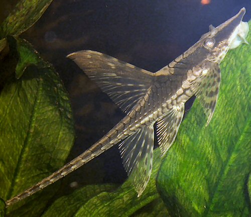 Sturisomatichthys festivus = female