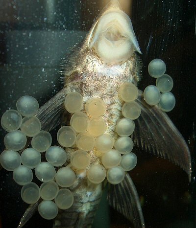 Sturisomatichthys festivus = Male with eggs