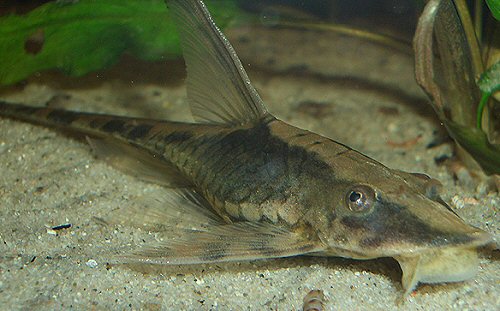 Sturisomatichthys festivus