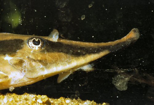 Sturisoma nigrirostrum  = showing nose