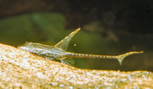 Sturisomatichthys panamensis = 12 weeks old