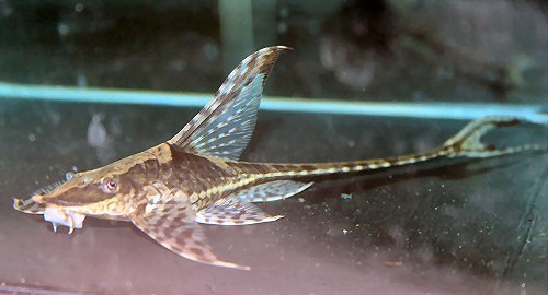 Sturisomatichthys panamensis