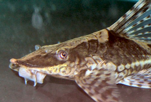 Sturisomatichthys panamensis = close up of head