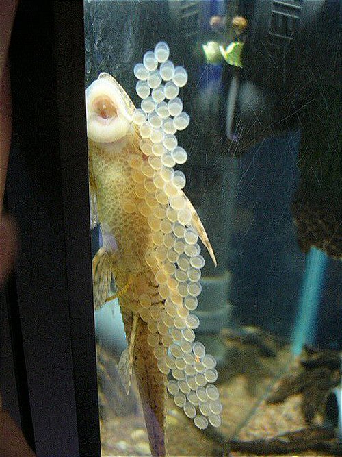 Sturisomatichthys sp. "Colombia" = male with eggs