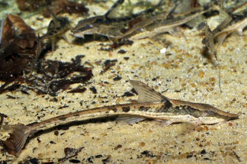 Sturisomatichthys sp. "Rio Atabapo"